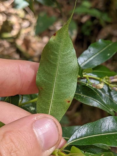 Palicourea salicifolia, photographed by Trevor Van Loon