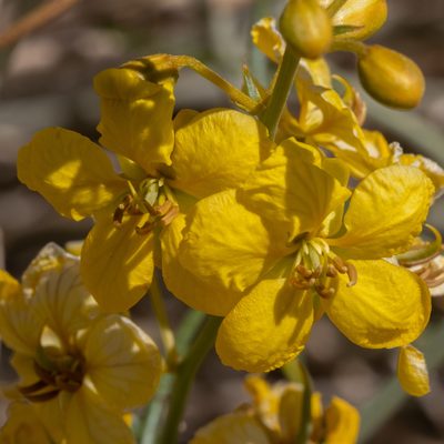 Senna armata, photographed by ant, like the bug