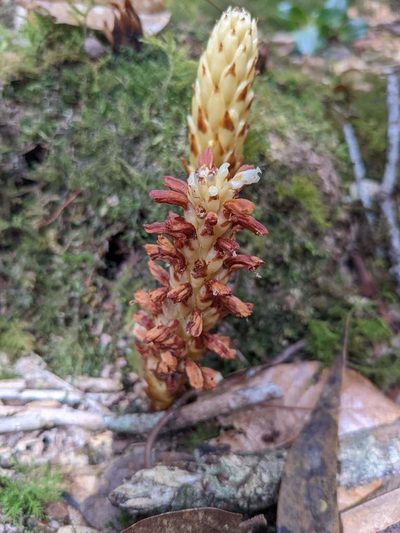 Conopholis panamensis, photographed by Trevor Van Loon
