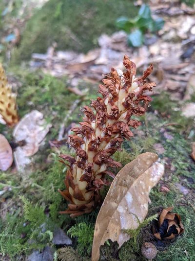 Conopholis panamensis, photographed by Trevor Van Loon