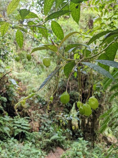 Burmeistera vulgaris, photographed by Trevor Van Loon
