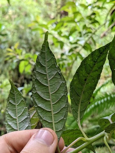 Burmeistera vulgaris, photographed by Trevor Van Loon