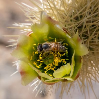 Cylindropuntia bigelovii, photographed by ant, like the bug