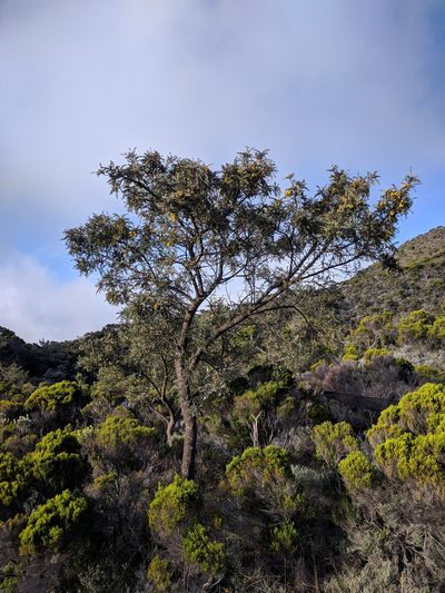 Sophora denudata, photographed by Benoit NABHOLZ