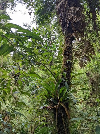 Burmeistera vulgaris, photographed by Trevor Van Loon