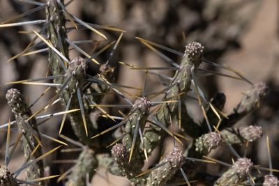 Cylindropuntia ramosissima, photographed by ant, like the bug