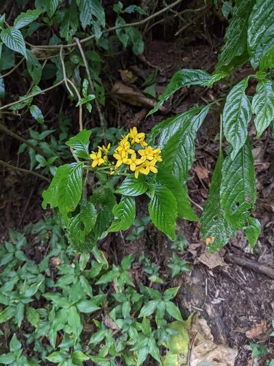 Deppea grandiflora, photographed by Trevor Van Loon