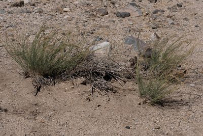 Funastrum hirtellum