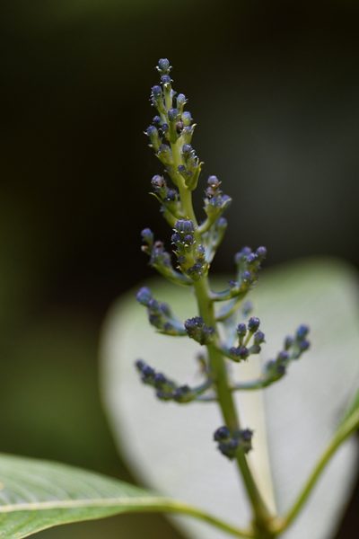 Palicourea brenesii, photographed by Trevor Van Loon