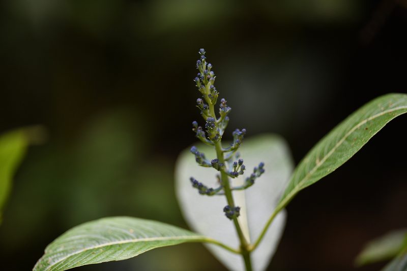 Palicourea brenesii, photographed by Trevor Van Loon