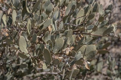 Simmondsia chinensis, photographed by ant, like the bug