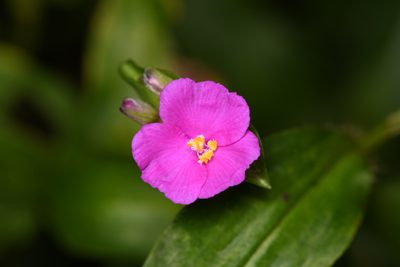 Tradescantia poelliae, photographed by Trevor Van Loon