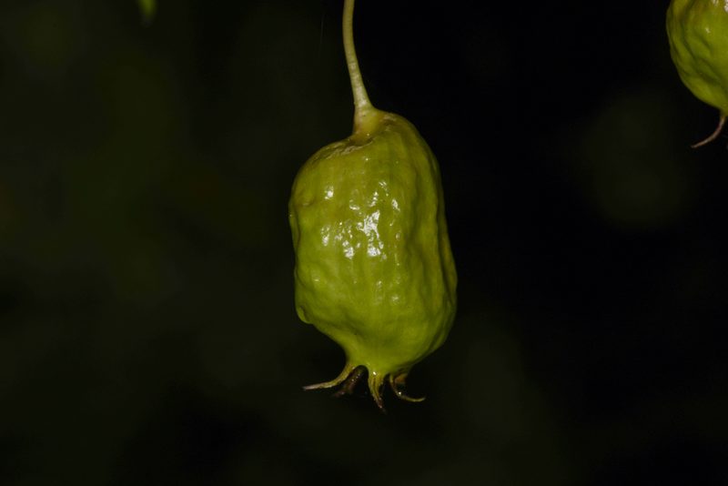 Burmeistera vulgaris, photographed by Trevor Van Loon