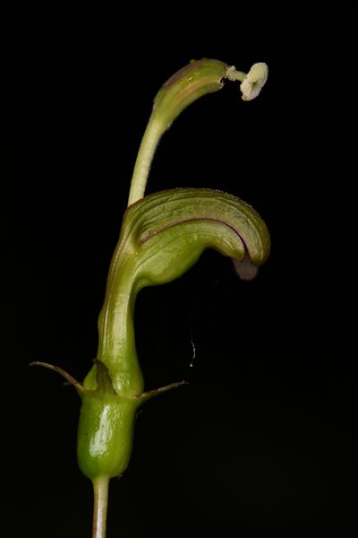 Burmeistera vulgaris, photographed by Trevor Van Loon