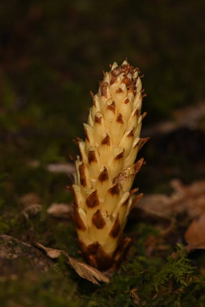Conopholis panamensis, photographed by Trevor Van Loon