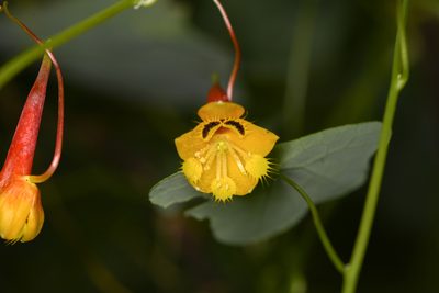 Tropaeolum emarginatum, photographed by Trevor Van Loon