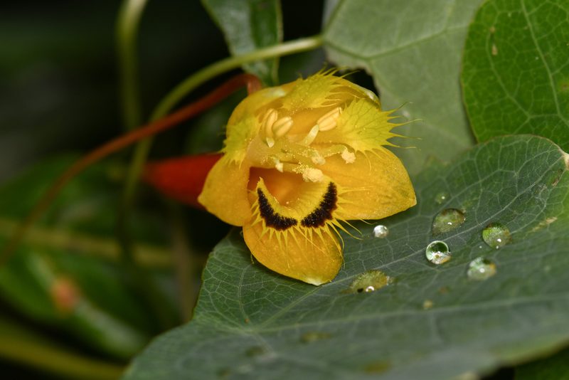 Tropaeolum emarginatum, photographed by Trevor Van Loon