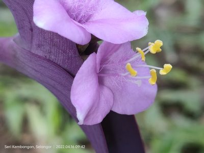 Tradescantia pallida, photographed by Ong Jyh Seng