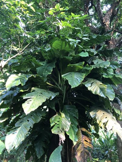 Monstera egregia, photographed by Skjold Søndergaard