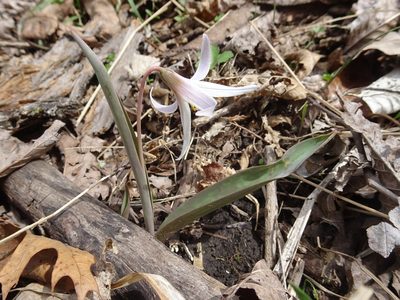Erythronium mesochoreum, photographed by Thomas Koffel