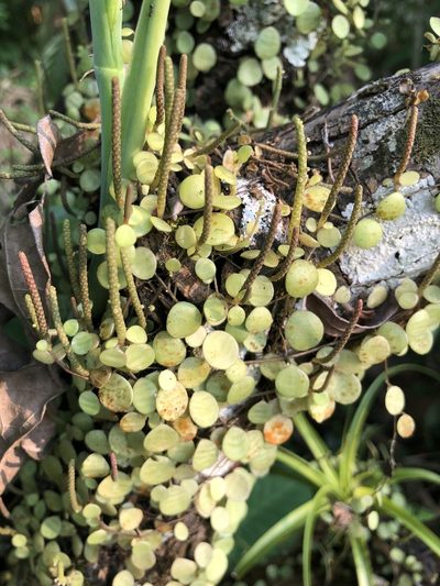 Peperomia rotundifolia, photographed by Skjold Søndergaard