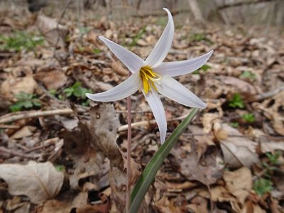 Erythronium mesochoreum, photographed by Thomas Koffel