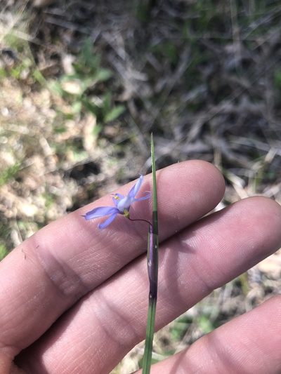 Sisyrinchium mucronatum, photographed by John Kees
