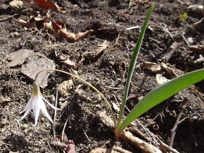 Erythronium mesochoreum, photographed by Thomas Koffel