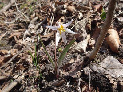 Erythronium mesochoreum, photographed by Thomas Koffel