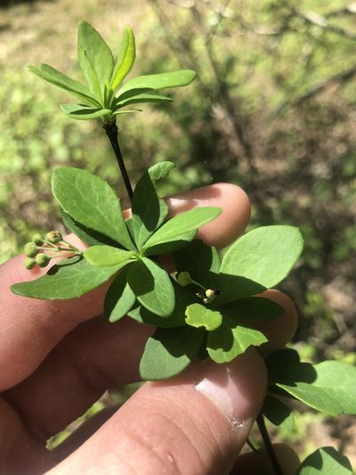 Berberis canadensis, photographed by John Kees