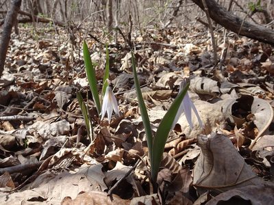 Erythronium mesochoreum, photographed by Thomas Koffel
