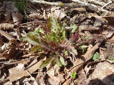 Dasistoma macrophylla, photographed by Thomas Koffel