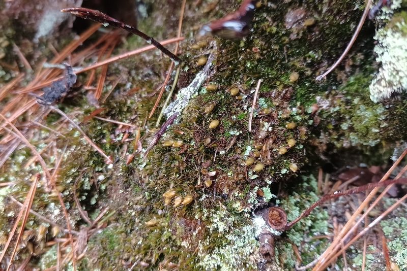 Diphyscium foliosum, photographed by Quinten Wiegersma