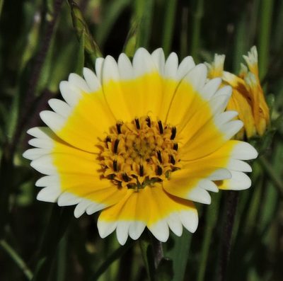 Layia chrysanthemoides, photographed by Alex