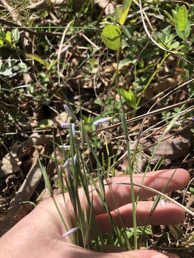 Sisyrinchium mucronatum, photographed by John Kees