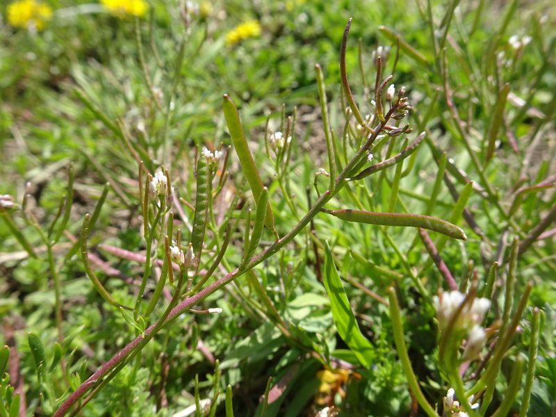 Planodes virginicum, photographed by Thomas Koffel