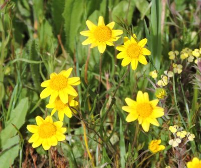 Lasthenia californica, photographed by Alex