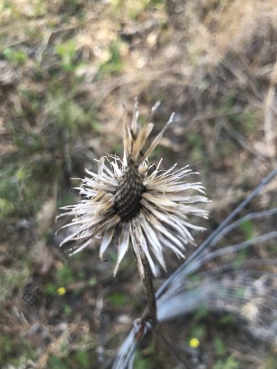 Echinacea laevigata, photographed by John Kees