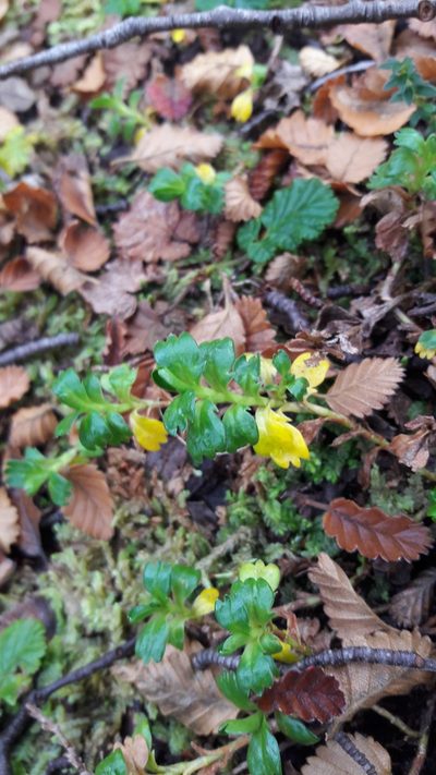 Viola tridentata, photographed by Federico Muñoz