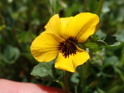 Viola pedunculata, photographed by joergmlpts