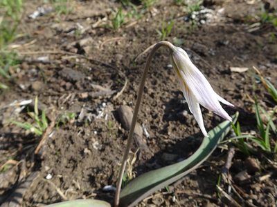 Erythronium mesochoreum, photographed by Thomas Koffel