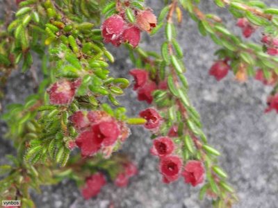 Erica haematocodon, photographed by Chris Vynbos