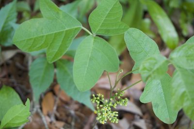 Toxicodendron pubescens, photographed by Lauren Gillett