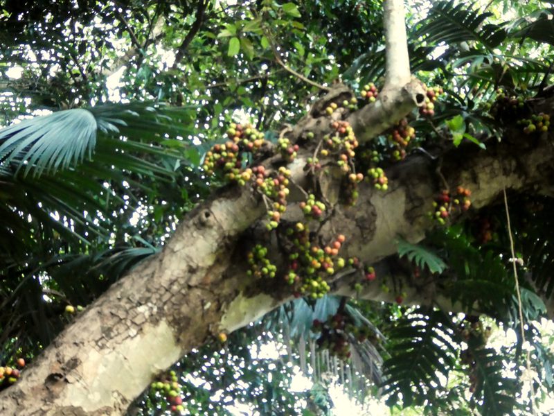 Ficus racemosa, photographed by Steve Fitzgerald