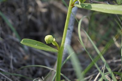 Asimina angustifolia, photographed by Lauren Gillett