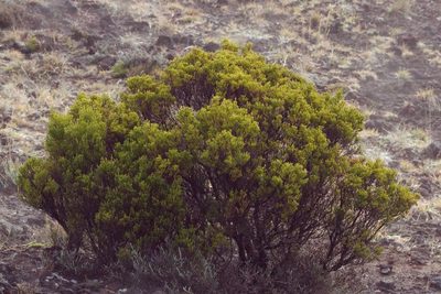 Erica reunionensis, photographed by Benoit NABHOLZ