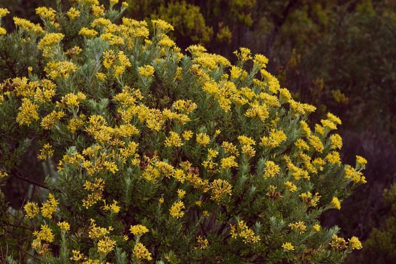 Hubertia tomentosa, photographed by Benoit NABHOLZ