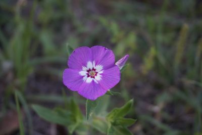 Phlox drummondii, photographed by Lauren Gillett