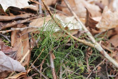 Equisetum scirpoides, photographed by Quinten Wiegersma