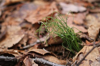 Equisetum scirpoides, photographed by Quinten Wiegersma